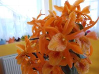 /album/fotogalerie-uvomoje-orchidka/dendrobium-oranzova-2-jpg/